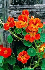 Nasturtiums Despite Not Being Native To The Uk Our Bees And Butterflies Love Em Homesfornature Beautiful Flowers Plants Flower Garden
