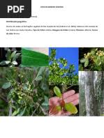 Image result for Eriocaulon angustibracteatum