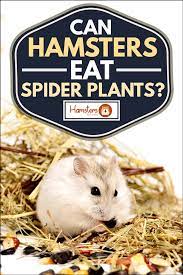 Not all herbs, and not in large quantities. Can Hamsters Eat Spider Plants Hamsters 101