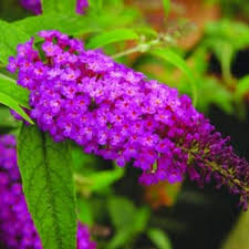Image result for buddleia davidii