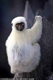 Life On The Edge Inside The World S Largest Stone Forest Where Tropical Rain Has Eroded Rocks Into 300ft Razor Sharp Spikes Madagascar Animals Animals Beautiful Cute Animals