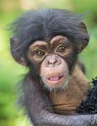 Baby Chimpanzee Animals Baby Chimpanzee Cute Baby Animals