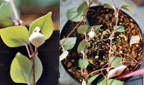Image result for Ceropegia albipilosa