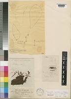 Image result for Agelanthus tanganyikae