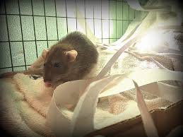 Many of our cat litter trays also have removable edges, meaning they can be adapted for placing a bag between the litter and tray can also protect the plastic when your cat. Pet Rat Bedding Litter About Pet Rats