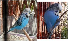 My 2 New Handsome Boys Violet Skyblue Opaline Normal Violet Muhabbet Kuslari Kus