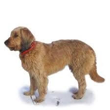 Image result for štýrský brakýř