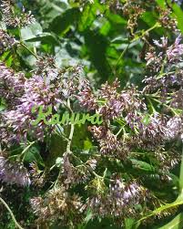 Image result for Vernonia auriculifera