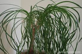 You'll know if your ponytail palm is suffering from a root or stem rot if you see it start to sag, leaves turn yellow, and sections of the plant begin to feel mushy. if you notice these symptoms, stop watering your plant so often. Ponytail Palm Care Tips Beaucarnea Recurvata