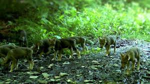 wolfsrudel erneut streifen wolfswelpen durchs calanda gebiet graubunden schweiz sommer 2017 wolf wolfswelpe wolf welpen