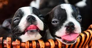 Boston Terriers Vs French Bulldogs - Boston Terrier Rescue Canada