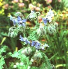 Or add pressed flowers to glasses and a decanter. Edible Flowers Garden And Wild Flowers You Can Eat Delishably