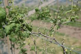 Image result for Calepitrimerus vitis