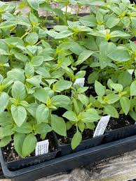 Image result for Ocimum basilicum