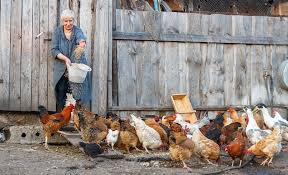 Constantly increasing doses of pesticides are needed to control pests. The Benefits Of Keeping Chickens The Permaculture Research Institute