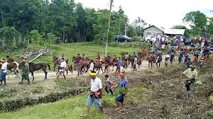Suasana musim kawin kuda dipadang sabana. Tradisi Belis Masyarakat Pulau Sumba Ntt Kompasiana Com