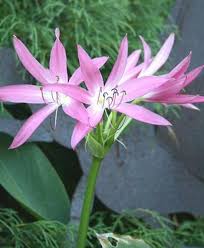 Image result for Crinum walteri