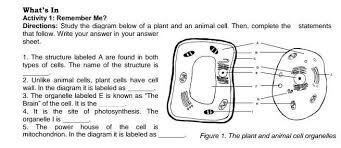 Chloroplasts convert sunlight to chemical energy. 1 The Structure Labeled A Are Found In Bothtypes Of Cells The Name Of The Structure Is2 Unlike Brainly Ph