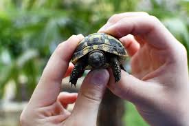 Auch eine landschildkröte sollte vor dem winterschlaf von einem tierarzt überprüft werden. Minischildkroten Kleine Landschildkroten Landschildkroeten De