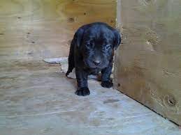We did not find results for: 3 Week Old Black Lab Black Lab Labrador Animals