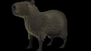 El hydrochaeris hydrochaeris conocido como chiguiro o capibara esta catalogado en peligro de extinción y con la sequía se van a extinguir. Chiguiro 3d With Fur Zbrushcentral