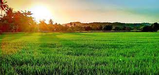 Di kedah dan per­ lis, padi sawah disebut padi bendang. Permandangan Indah Sawah Jalan Jalan Cari Makan Di Kedah Facebook