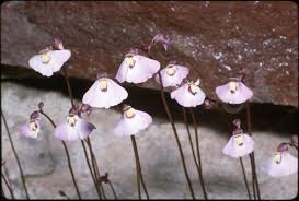 Image result for Utricularia sp.no.1
