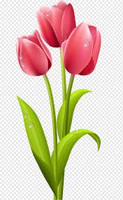 Lukisan bunga tulip, bunga indah yang berasal dari negeri kincir angin belanda, mempunyai berbagai macam jenis warna. Bunga Tulip Bunga Panjang Lukisan Cat Air Batang Tanaman Bunga Png Pngwing