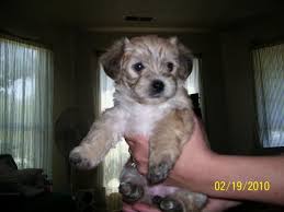 Maybe you would like to learn more about one of these? Teacup Yorkie Poo Puppies For Sale In Nc Pets Lovers