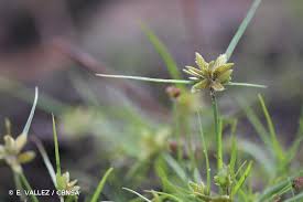 Image result for Pycreus flavescens