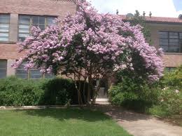 Yuma Crape Myrtle Crape Myrtle Garden Trees Forest Landscape
