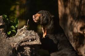 Sun Bears Which Are The Smallest Of All The Bear Species Are Dwindling In Numbers Due To Deforestation And Poaching Bear Species Bear Extinct Animals