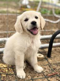 Your english cream golden retriever puppy is raised from birth to your home within our home with constant love, attention and interactive stimulation please follow us on facebook for daily pictures, posts, shadymist updates, helpful information regarding recent studies, golden retriever breed news. English Cream Golden Retriever Aww