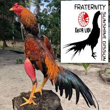 Tak heran banyak sekali orang yang ingin mencoba memeliharanya karena bentuknya yang sangat bagus. Harga Telur Ayam Bangkok Thailand Terbaru Agustus 2021 Biggo Indonesia