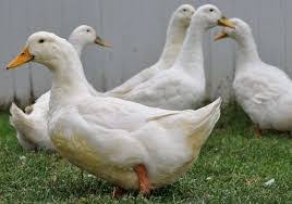 Kami menjual bibit bebek pedaging (peking, hibrida) dan bibit bebek petelur (mojosari). Cara Ternak Bebek Pedaging Dan Jenis Bebek Unggulan Untuk Diternak