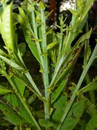 Image result for Crotalaria torrei