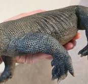 Lizard - Komodo Dragon (REBOR)