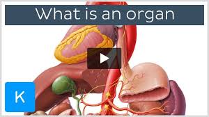 Image result for internal organs