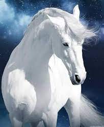 This Is Simply Stunning Tiere Pferde Pferdebilder