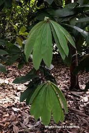 Image result for Actinodaphne