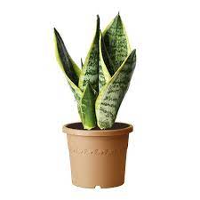 Pin On Botanicals