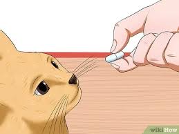 You've decided to travel and take your cat along. How To Prepare A Cat For Air Travel 15 Steps With Pictures