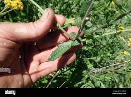 Image result for Alepidea