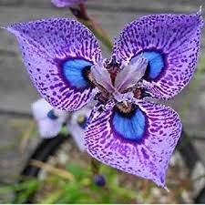 Pin On Pansy Flowers
