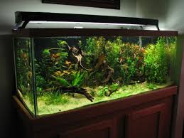 Fertilizers Page 2 Aquarium Advice Aquarium Forum Community Nature Aquarium Aquarium Fish 75 Gallon Aquarium