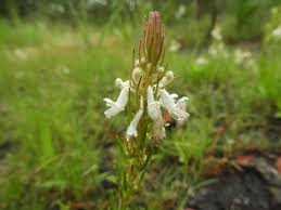 Image result for Aeollanthus subacaulis