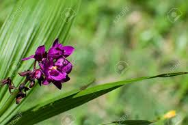 Most live plants ship according to our fall shipping schedule. Group Of Purple Spathoglottis Plicata Or Philippine Ground Orchid Flowers And Bulbs Against Blurred Background Of Nature With Green Leaves And Grass Stock Photo Picture And Royalty Free Image Image 150820497