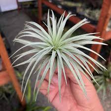 Image result for Moraea stricta