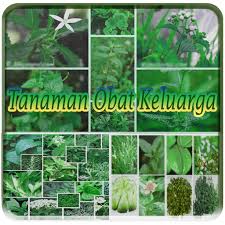 Bahwa tanaman yg masuk dlm daftar ini mempunyai manfaat yg baik terhadap kesehatan tubuh kita. Tanaman Obat Keluarga Google Play ì•±
