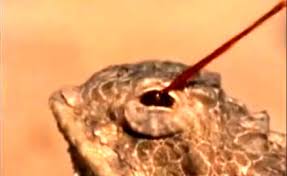 Lagarto de Chifres
